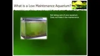 How to Set up Low Maintenance Aquariums