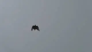 СВГ Голуби, мурый 1-1