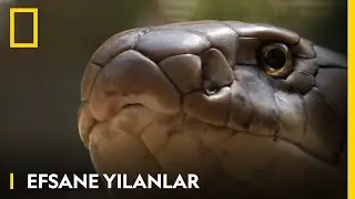 WILD | Efsane Yılanlar