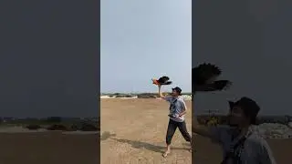 RC burung, ngambek kecapekan ga mau terbang tinggi