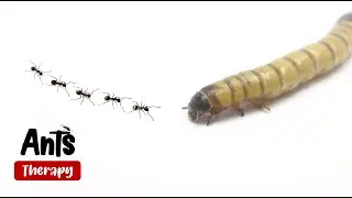 Ants eating Superworm down to the shell!!! 4K Time lapse