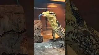 Water Monitor. #reptile #lizard #animals #pets