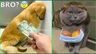 Funniest Animals Funny Dogs and Cats Videos | funniest animals #shorts #shortsvideo #motivation