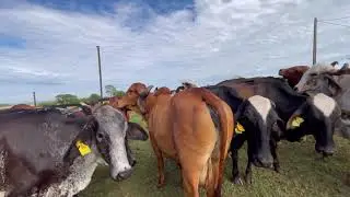 VACADA GIR E GIROLANDO EM DIA DE DG.