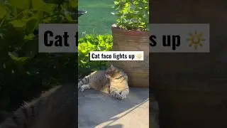CAT FACE LIGHTS UP #youtubeshorts #tabbycat #catvideo #catlife #catlover #cat