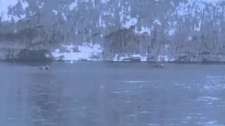 Hval kaldfjord