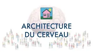 Architecture du Cerveau