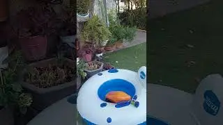 In the garden
