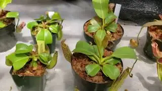 Plant Preview - BACPS 2019 Show & Sale Inventory