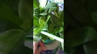 Сансевиерия Ханни  уход в конце февраля