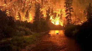 IMÁGENES DE LOS ANIMALES DEL AMAZONAS INCENDIADOS 😓