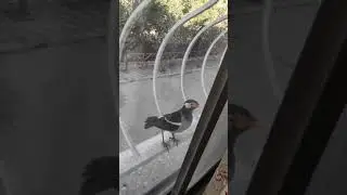 Pied Myna attacks mirror image, making different sounds. #Shorts