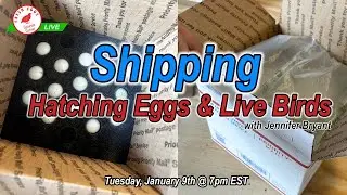 Shipping Hatching Eggs & Live Birds - Coturnix Corner LIVE