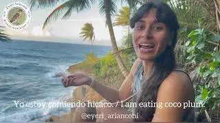 The idiom of "eating fruit" in the Eyéri language.~ El modismo de "comer fruta" en el idioma Eyéri.