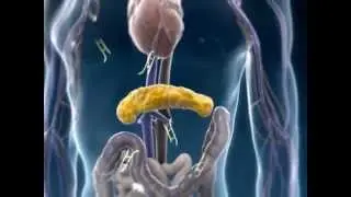 Glucose Distribution