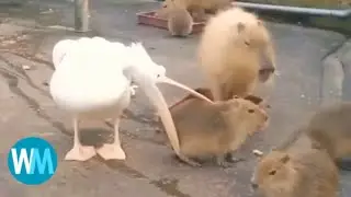Top 5 birds