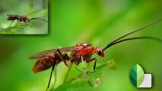 New Macro Photo Editing Tutorial By Snapseed | Photography Tech | 2020