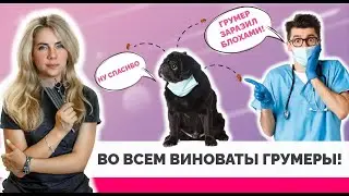 Во всем виноват грумер. Реальные истории из жизни грумсалона