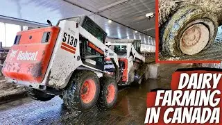 Bobcat Rescues Another Bobcat!