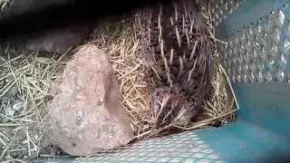 Bıldırcın yumurtlama anı