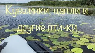 Групер 330 + Mercury 3.3 . Покатушки Верх-Исетский пруд - озеро Мелкое.