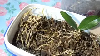 Орхидея и ее потомство.