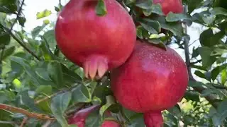 ЯНГИЛИК АНОР УЛАМАСИ