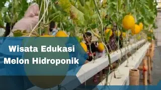 PRIA ASAL PANDEGLANG CIPTAKAN TANAMAN MELON HIDROPONIK JADI TEMPAT AGROWISATA