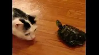 Черепаха vs кот (dangerous turtle)