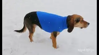 How to Make a Dog Sweater for Cheap - Simple DIY Guide