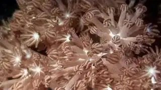 Os'minozhki Oktapodi 240