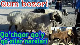 Xorazm Qum bozor qo'y qo'zilar narxlari 11.06.2020