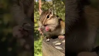 #nature