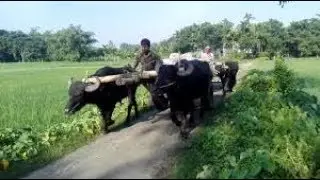 Nai Re Moishal Nai Re Bathan= নাইরে মইষাল, নাইরে বাথান