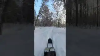 Прогулка по лесу