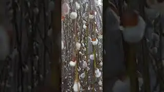 С первым днем весны🌦