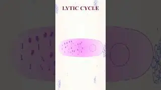 lytic cycle