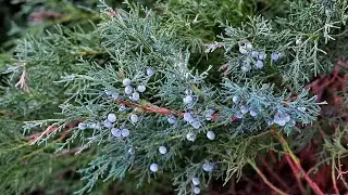 Sadebaum - der tödliche Gartenstrauch