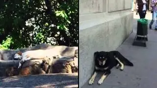 Perros de Chile - Fotos