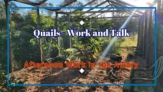Work & Talk in the Quails Aviary - Will Some Mulch Make Them Happy? #quail