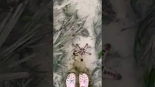 Что это?😱 #bali #sanur #indonesia #starfish #underwater #sea #omg #wtf #delhi #морскаязвезда