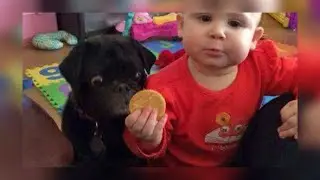 25 Funniest Animal Pictures Ever!