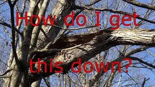 How do I get this dangerous branch down? With the Kioti CS2520 of course!