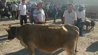 дехконобод мол бозори нархлари бойкургон мол бозори нархлари