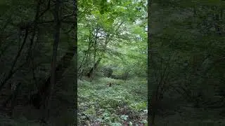 Рексіна був на копі  