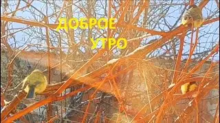 Мотивация на Добрый день/ Мое зимнее Доброе утро от #Сельскиезарисовки