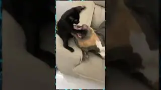 Самое смешное видео, приколы с котиками, подборка классная