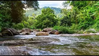 The river is flowing and the birds are singing, sleep sounds, ambient sound, relaxing sounds.