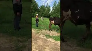 Пасем коров, слушаем пение птиц