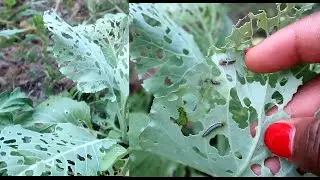 3 PROVEN WAYS TO STOP PESTS ON YOUR COLLARD GREENS// IT WORKS!!!